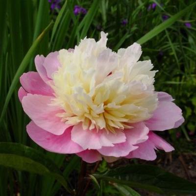 Paeonia lactiflora 'Sorbet'